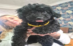 Sproodle dogs for sale: Beautiful Sproodles 1 black girl&1 chocolate boy - Image 9