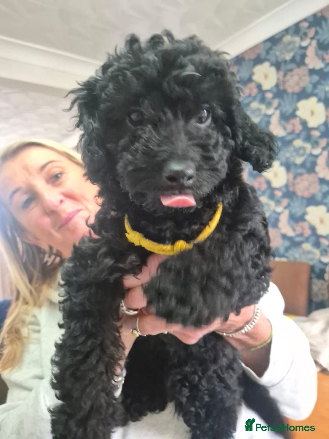 Sproodle dogs for sale: Beautiful Sproodles 1 black girl&1 chocolate boy - Image 9