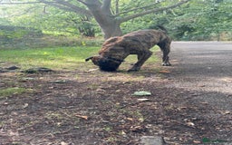 Presa Canario dogs for stud: Working line Presa for stud puppy deals available  - Image 5
