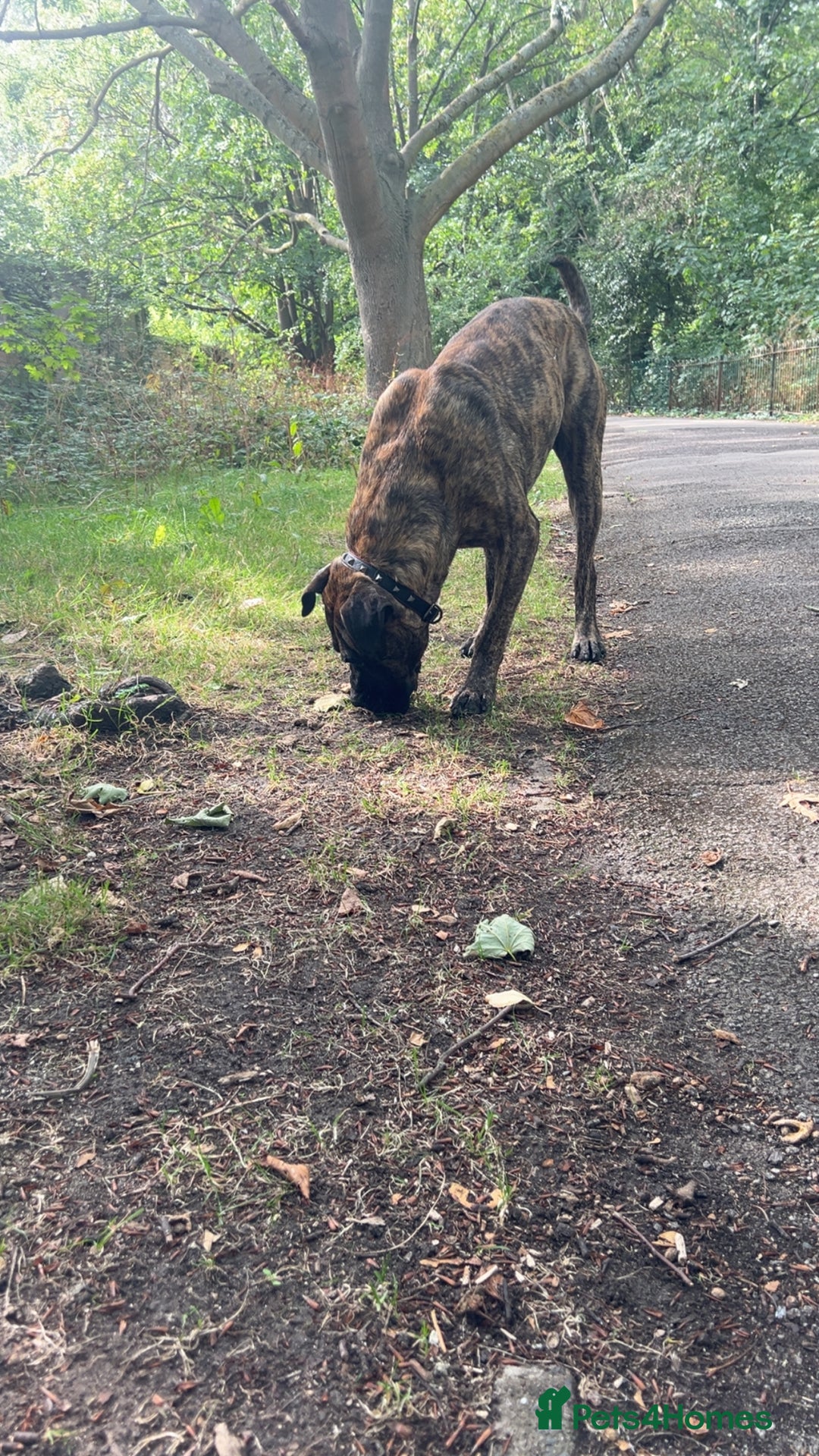 Presa Canario dogs for stud: Working line Presa for stud puppy deals available  - Image 5