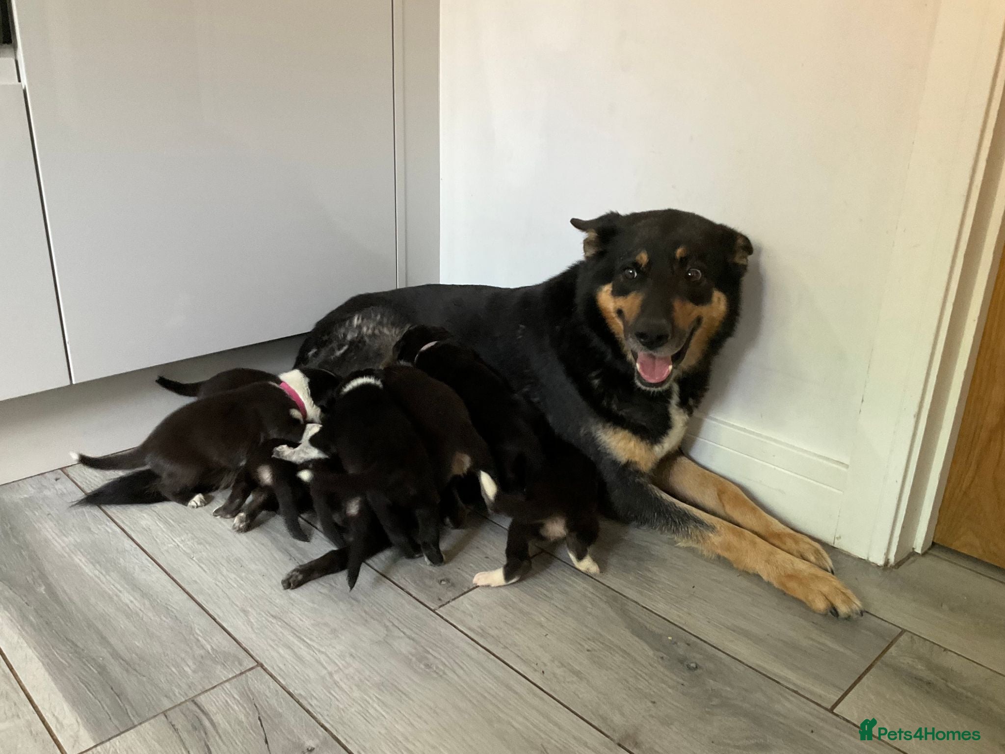 Mixed Breed dogs 🐾 Beautiful Shollie puppies - Advert 2