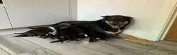Mixed Breed dogs for sale: 🐾 Beautiful Shollie puppies - Advert 2
