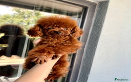 Poodle dogs for sale: Stunning Asian poodle for sale 🤩 - Image 4