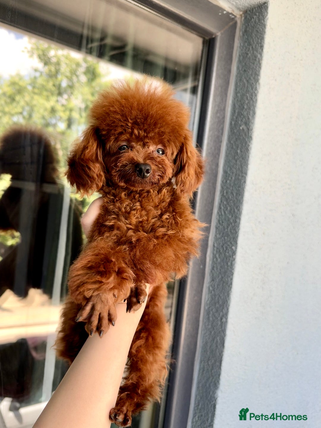 Poodle dogs for sale: Stunning Asian poodle for sale 🤩 - Image 4