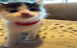 Mixed Breed cats for sale: Kittens for sale  - Image 8