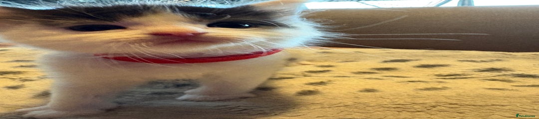 Mixed Breed Kitten 3 (boy)