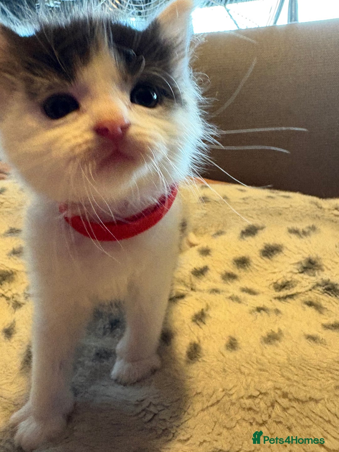 Mixed Breed cats for sale: Kittens for sale  - Image 8