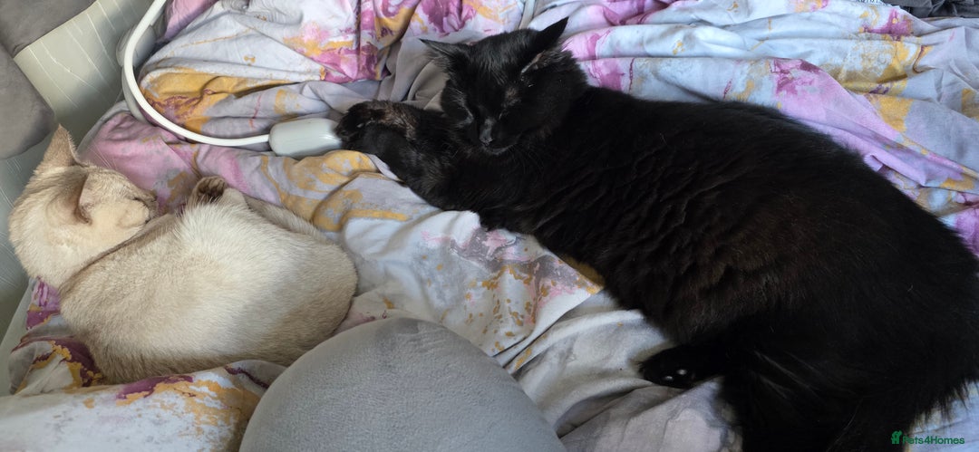 Mixed Breed cats for sale: Beautiful Beatrice - Advert 3