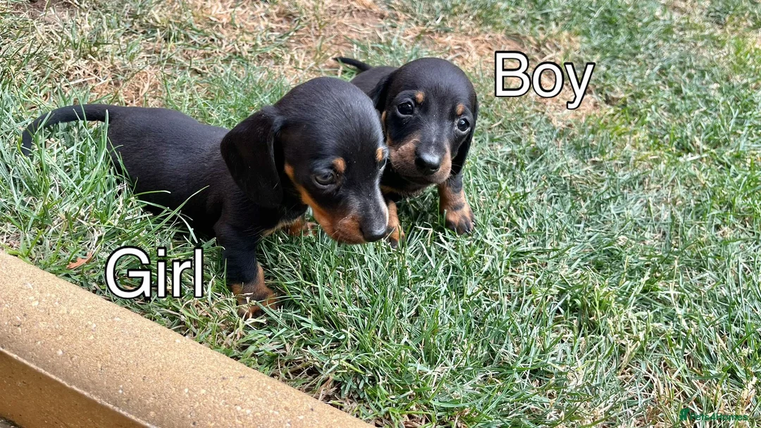 Miniature Dachshund dogs for sale: 4 Miniature Dachshund Puppies in Wellingborough - Advert 9