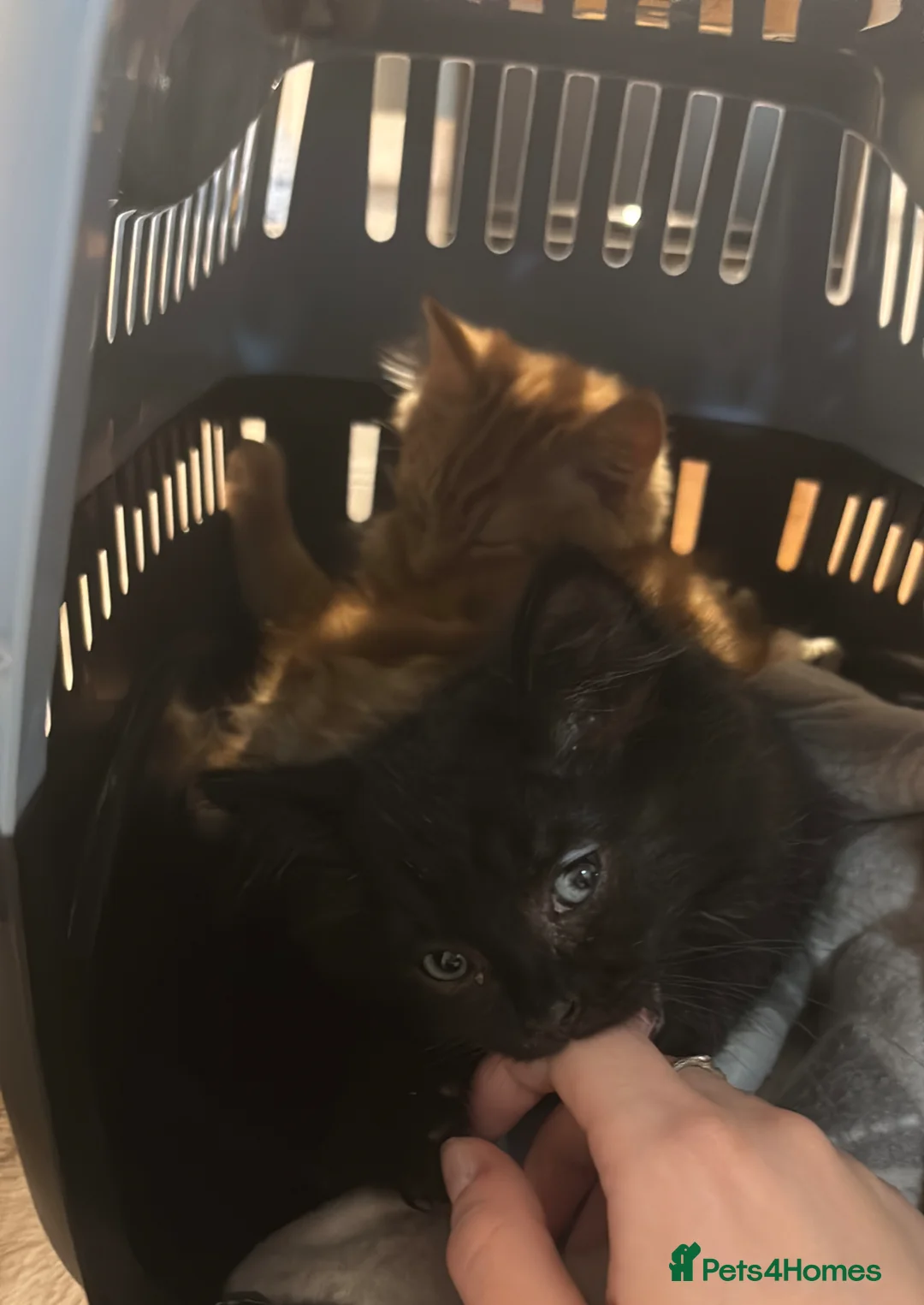 Mixed Breed cats for sale: black male kitten in Fordingbridge - Advert 1