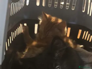 Mixed Breed cats black male kitten - Advert 16