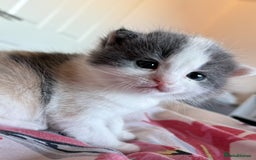 Mixed Breed cats for sale: 1yr 6mnth female cat for sale - Advert 8