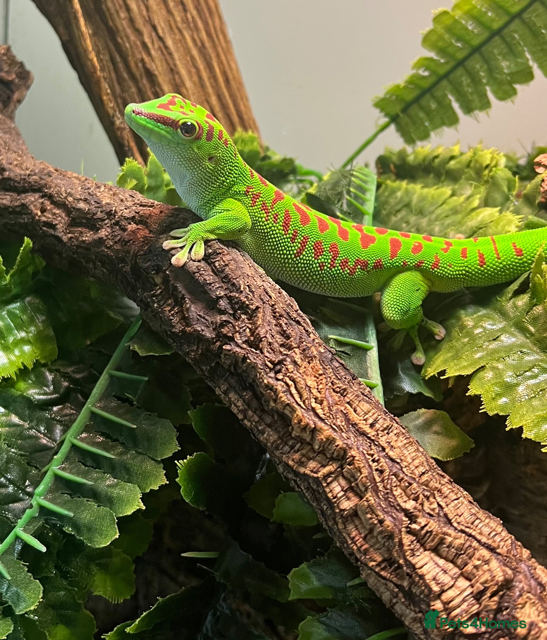 Gecko reptiles High Red Giant Madagascan Day Gecko - Advert 3