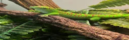 Gecko reptiles for sale: High Red Giant Madagascan Day Gecko - Advert 1