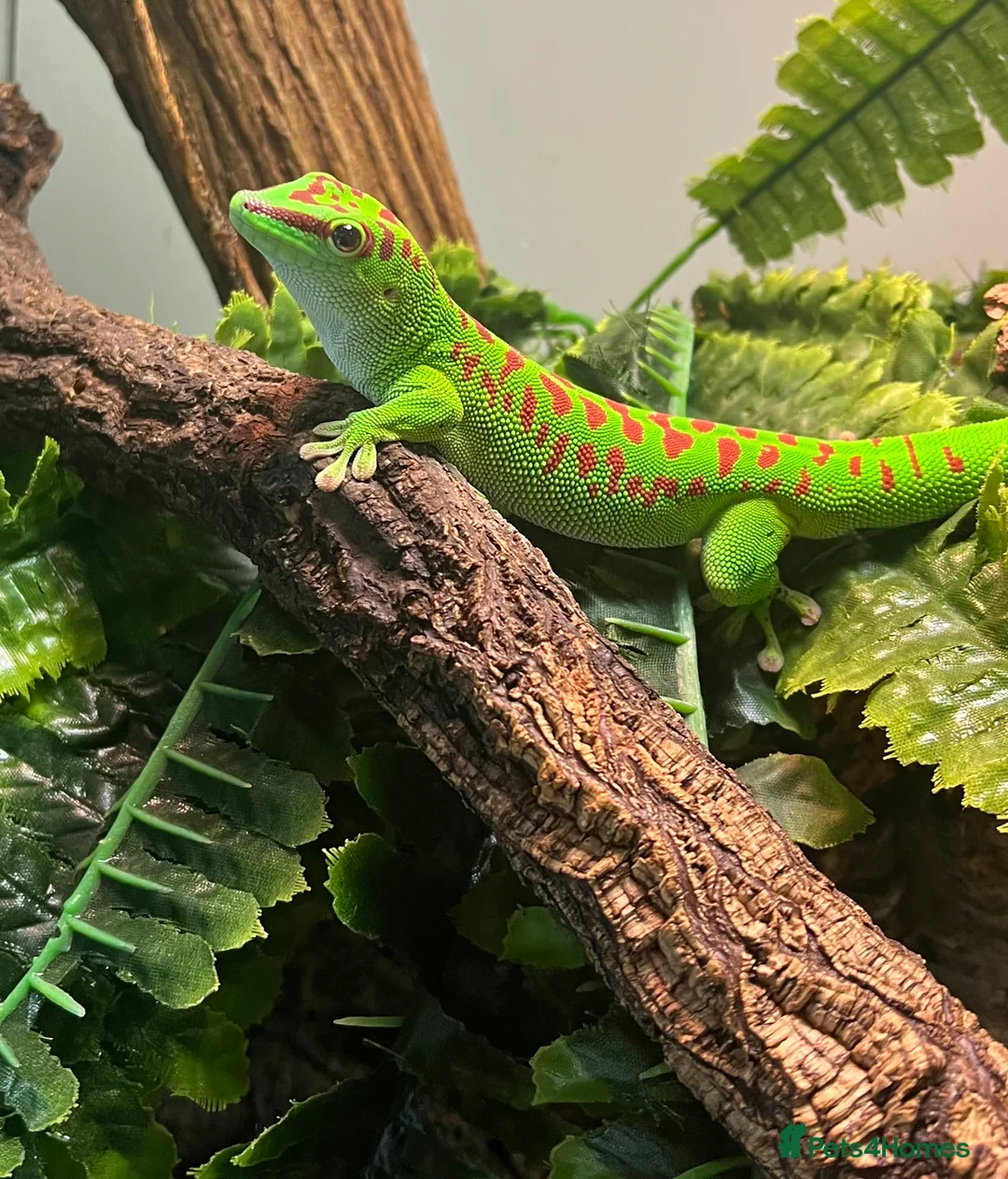 Gecko reptiles for sale: High Red Giant Madagascan Day Gecko - Advert 1