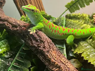 Gecko reptiles High Red Giant Madagascan Day Gecko - Advert 3