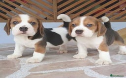 Beagle dogs for sale: Beagle puppies ready for sale  - Image 5