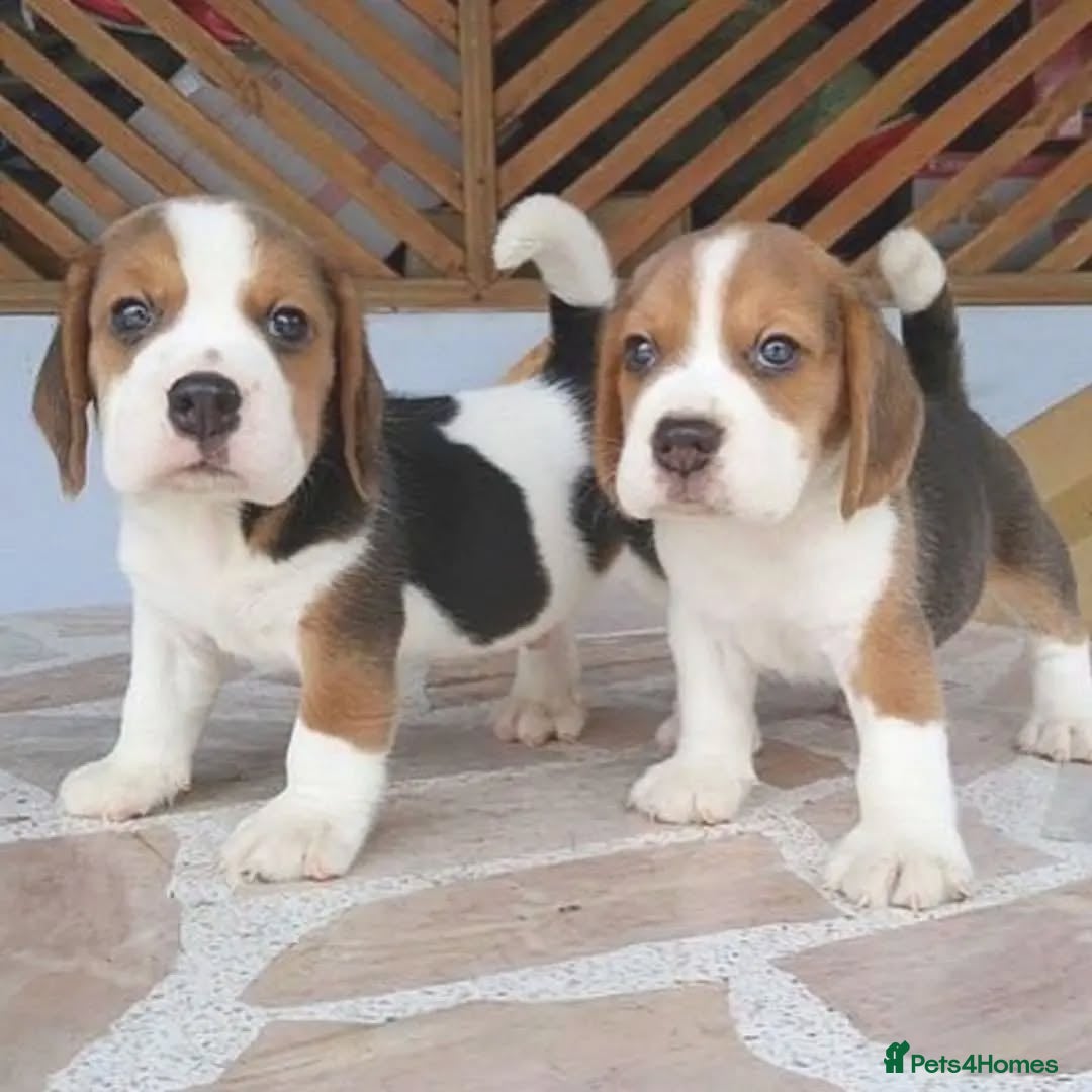 Beagle dogs for sale: Beagle puppies ready for sale  - Image 5