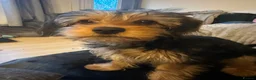 Mixed Breed dogs for sale: Corkie pups for sale - Advert 21