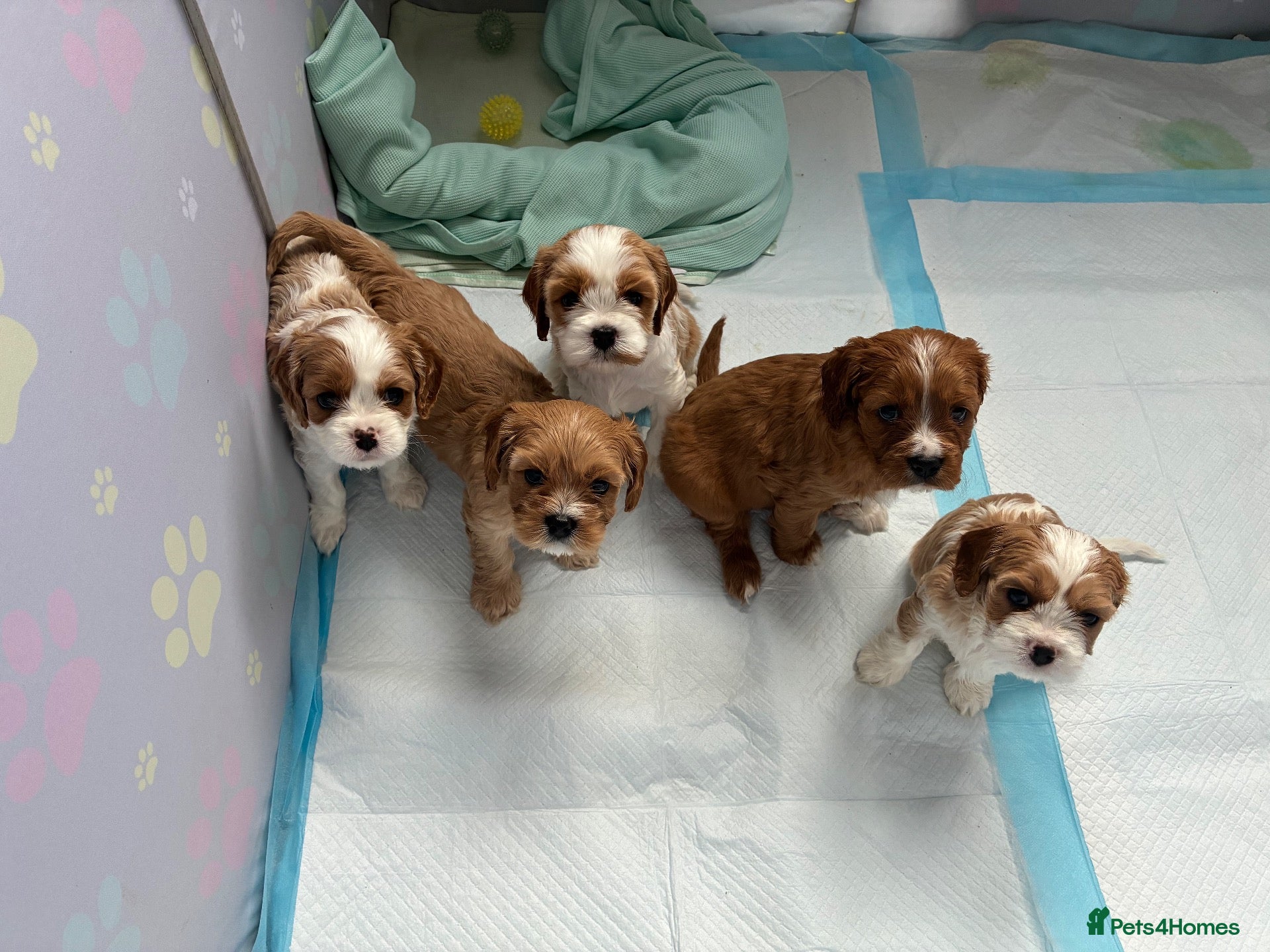 Cavachon dogs for sale: F1b Cavachon puppies **last remaining pup** - Advert 2