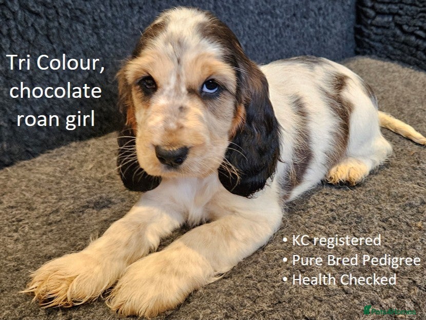 Cocker Spaniel dogs Stunning Show Cockers. Health Tested/KC Registered - Advert 17
