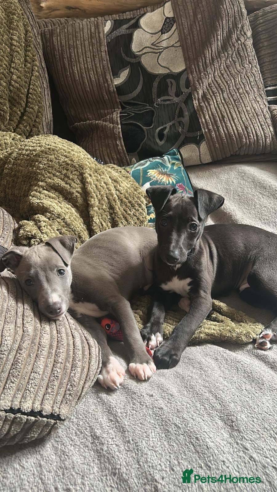 Mixed Breed dogs for sale: Italian greyhound/whippet in Maryport - Advert 6
