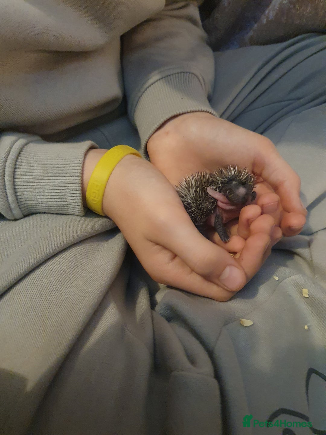 Pygmy Hedgehog rodents for sale: Unusual markings beautiful hoglets - Advert 4