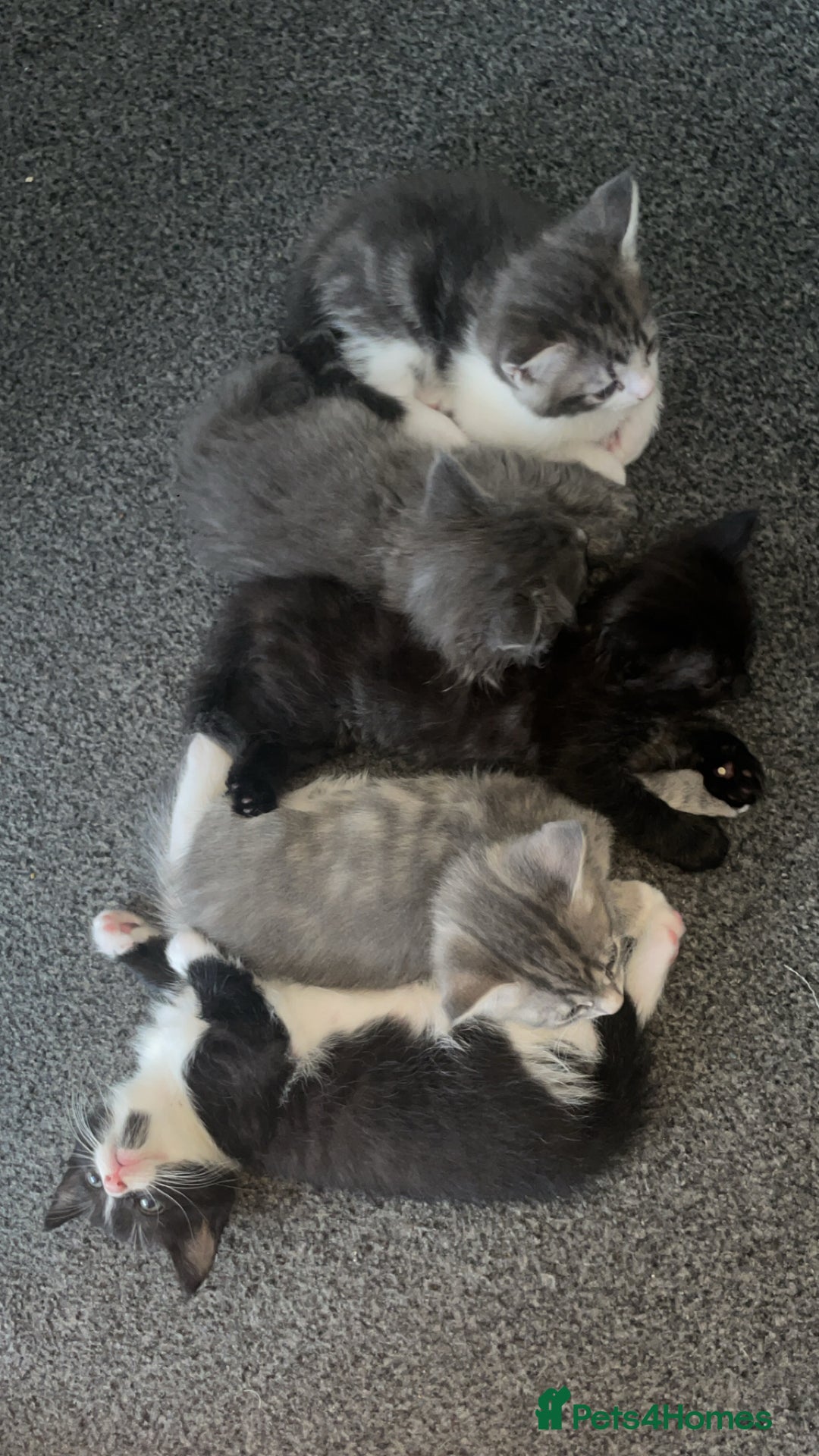 Mixed Breed cats for sale: Mixed grey kittens  - Image 20