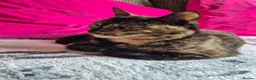 Mixed Breed cats for adoption: Mars for adoption in Waterlooville - Advert 5