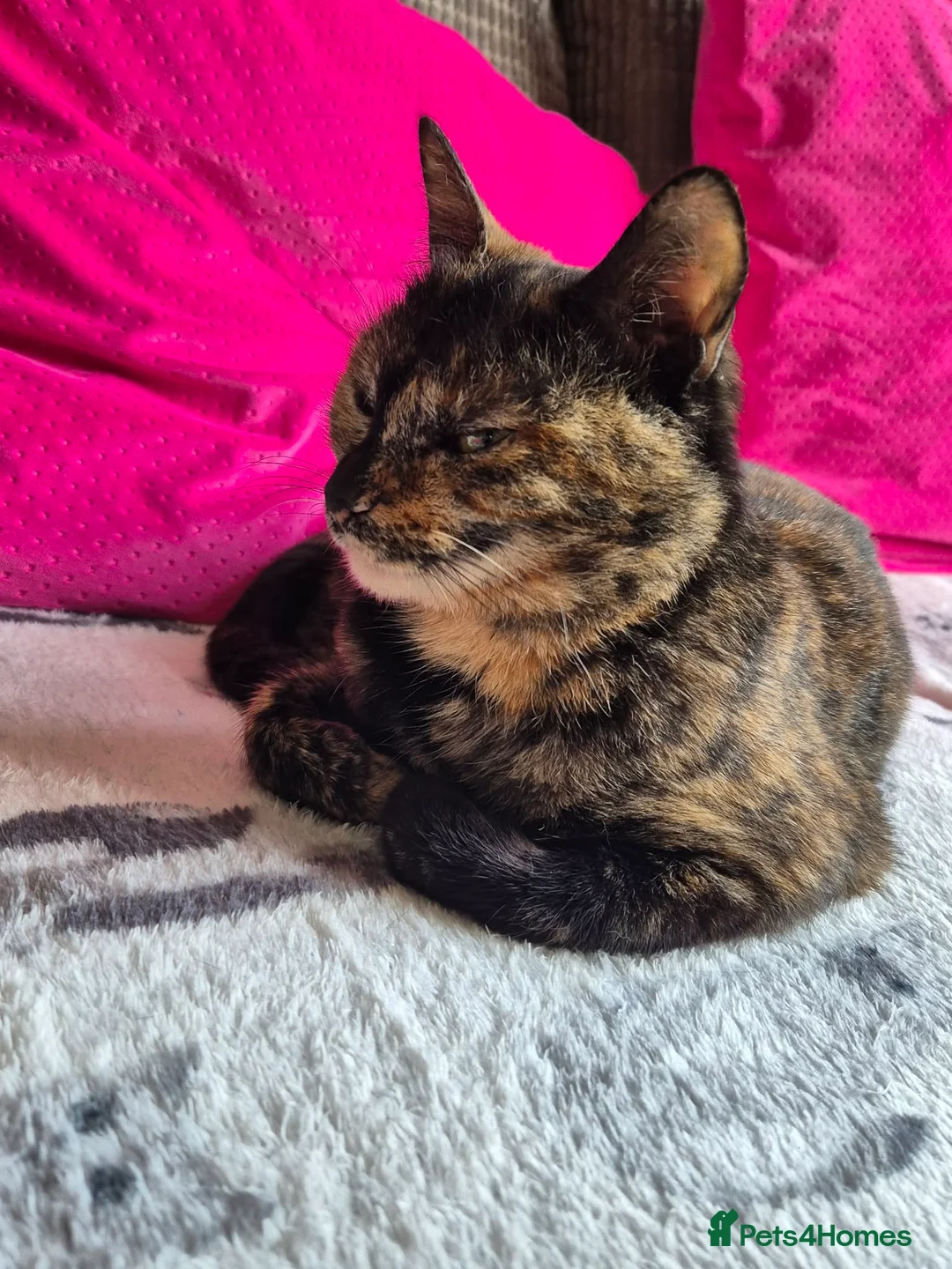 Mixed Breed cats for adoption: Mars for adoption in Waterlooville - Advert 5
