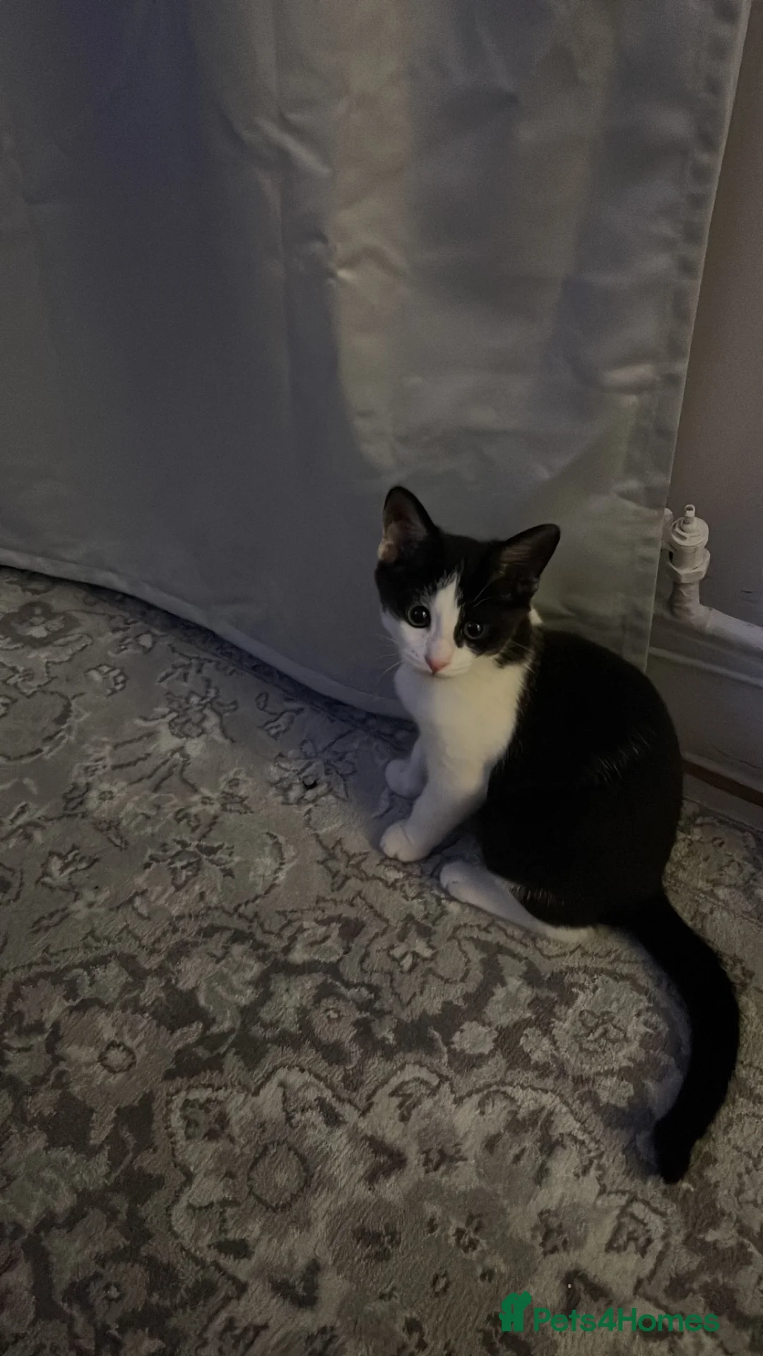 Mixed Breed cats for sale: 5 little baby ready to go  in Wembley - Advert 1
