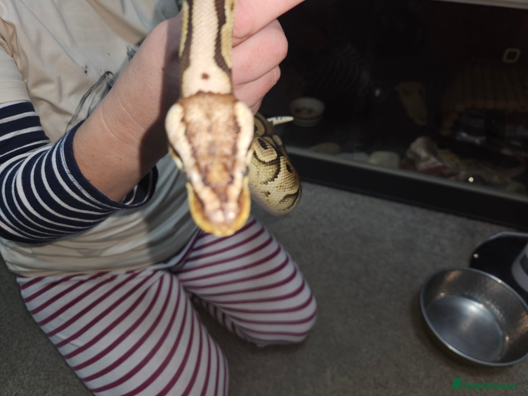 Python Snake reptiles for sale: Royal python Bolton area - Image 5