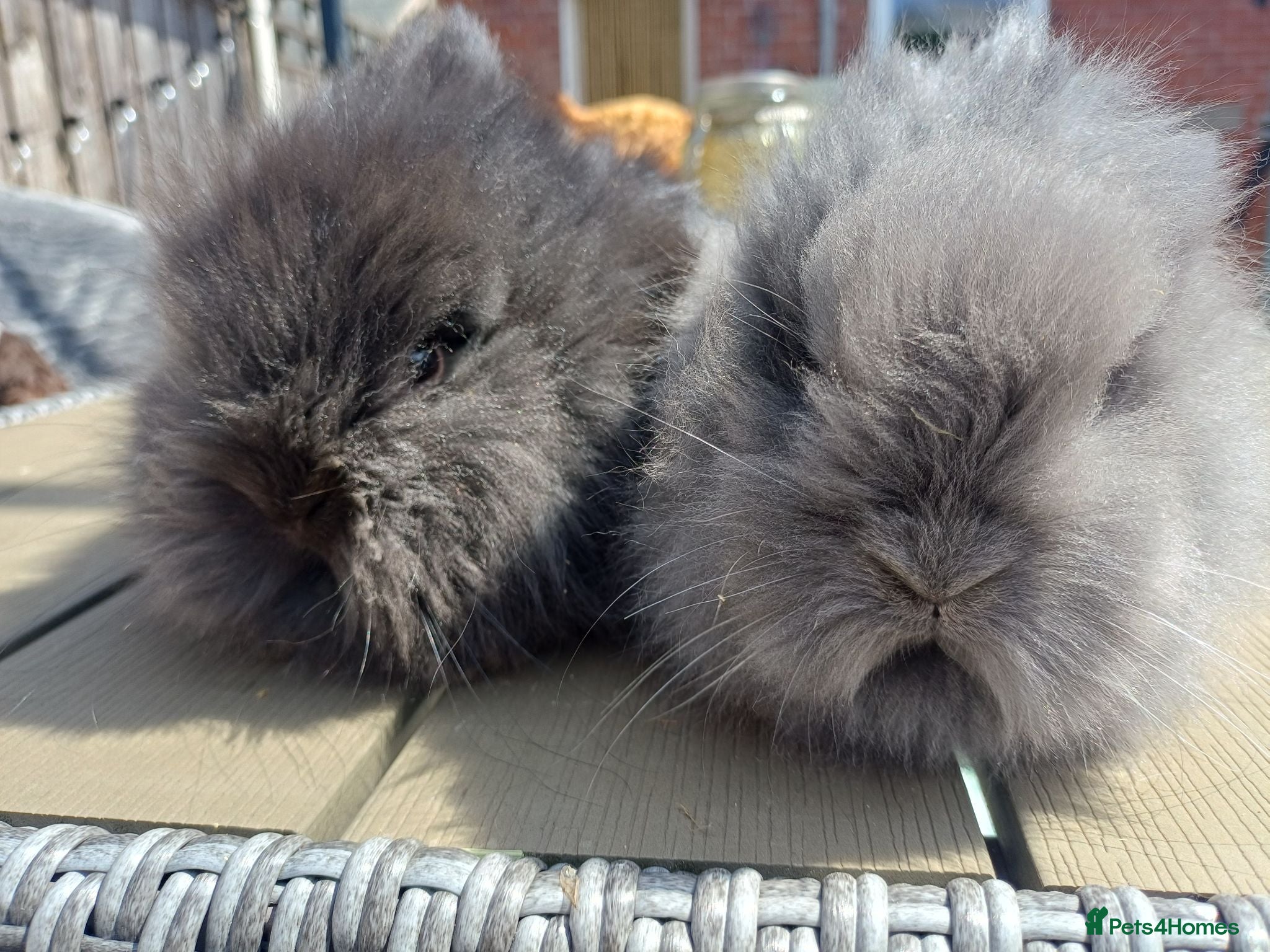 Lionhead rabbits Last 2 lionhead boys. 8wks old (ready) - Advert 1