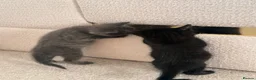 Russian Blue cats for sale: Russian Blue Kittens  in Norwich - Advert 15