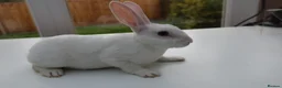Rex rabbits for sale: Mini Rex BEW Rabbits - Advert 15