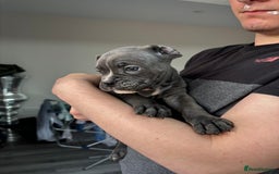 Mixed Breed dogs for sale: canó corso cross british bulldog stunning colours  - Image 21