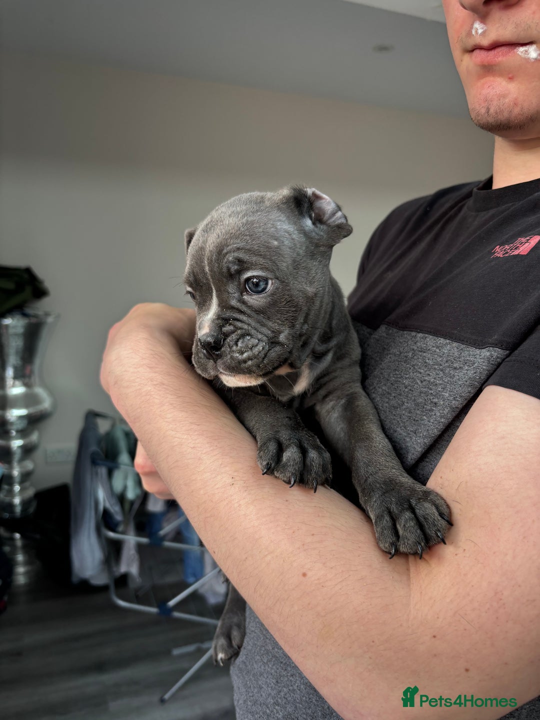 Mixed Breed dogs for sale: canó corso cross british bulldog stunning colours  - Image 21