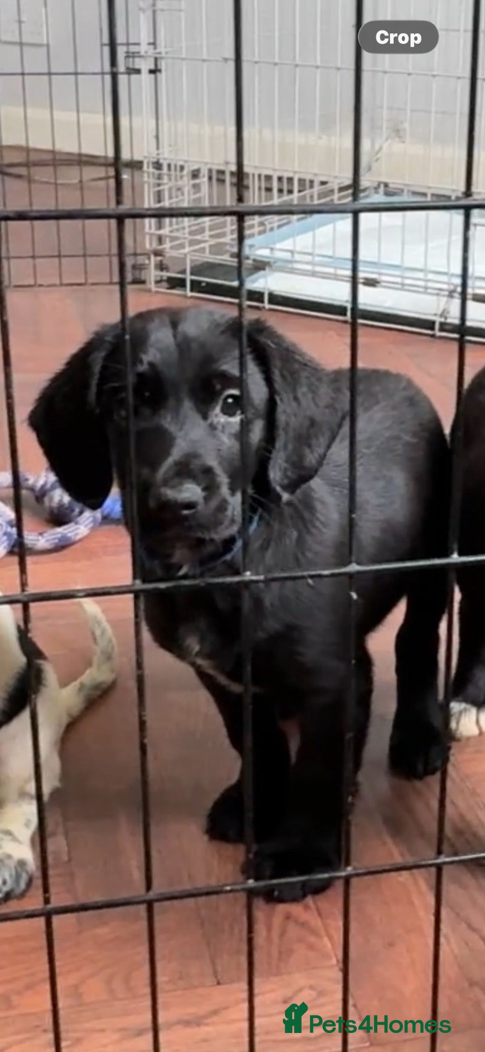 Mixed Breed dogs 🤍🖤Black roan cocker collies🖤🤍 - Advert 2