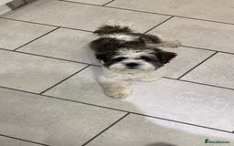 Lhasa Apso dogs for stud: KC registered PRA4 clear Lhasa apso for stud in Northampton - Image 7