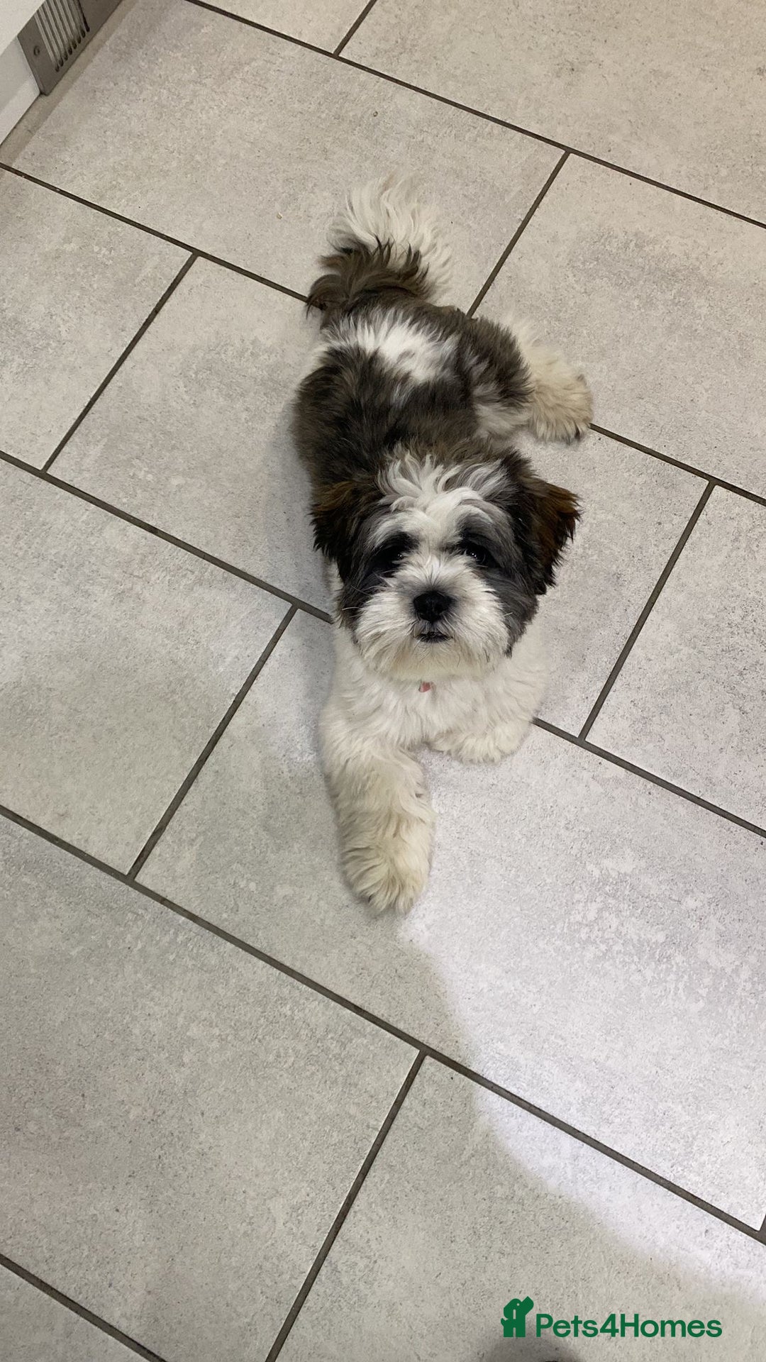 Lhasa Apso dogs for stud: KC registered PRA4 clear Lhasa apso for stud in Northampton - Image 7