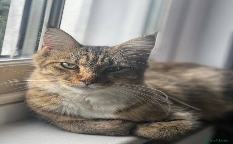 Maine Coon cats - Advert 1