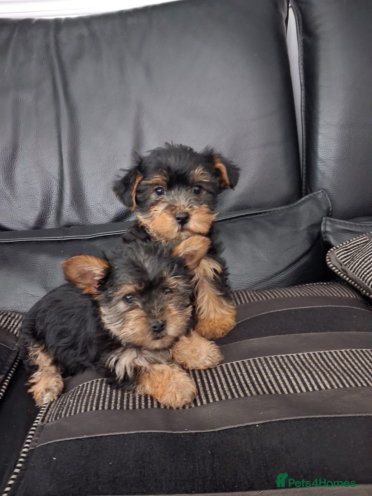 Yorkshire Terrier dogs 3 males 1 female - Advert 5