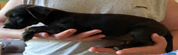Jack Russell dogs for sale: Jack Russell puppy’s ready for their forever home  - Advert 5