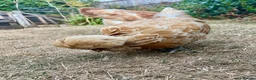 Chickens poultry for sale: Free - Two hens - Poland and Faverolle - Advert 4