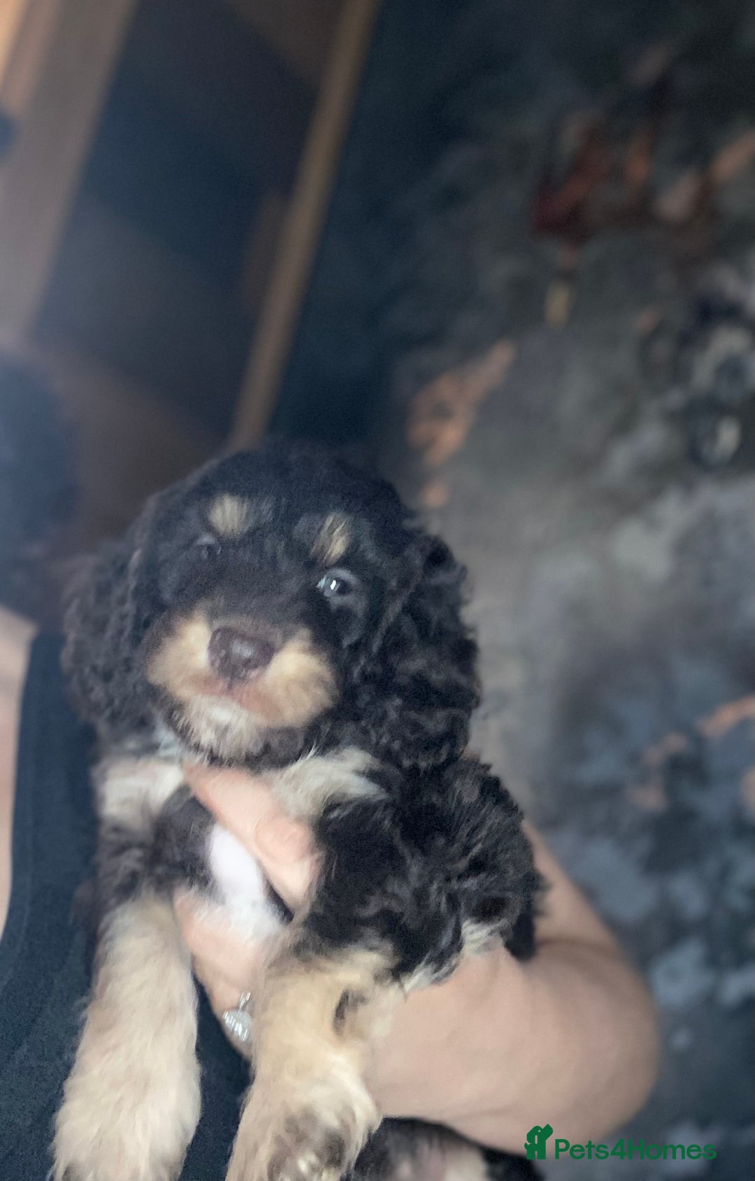 Cockapoo dogs for sale: Beautiful Merle F1 cockapoos  - Image 4