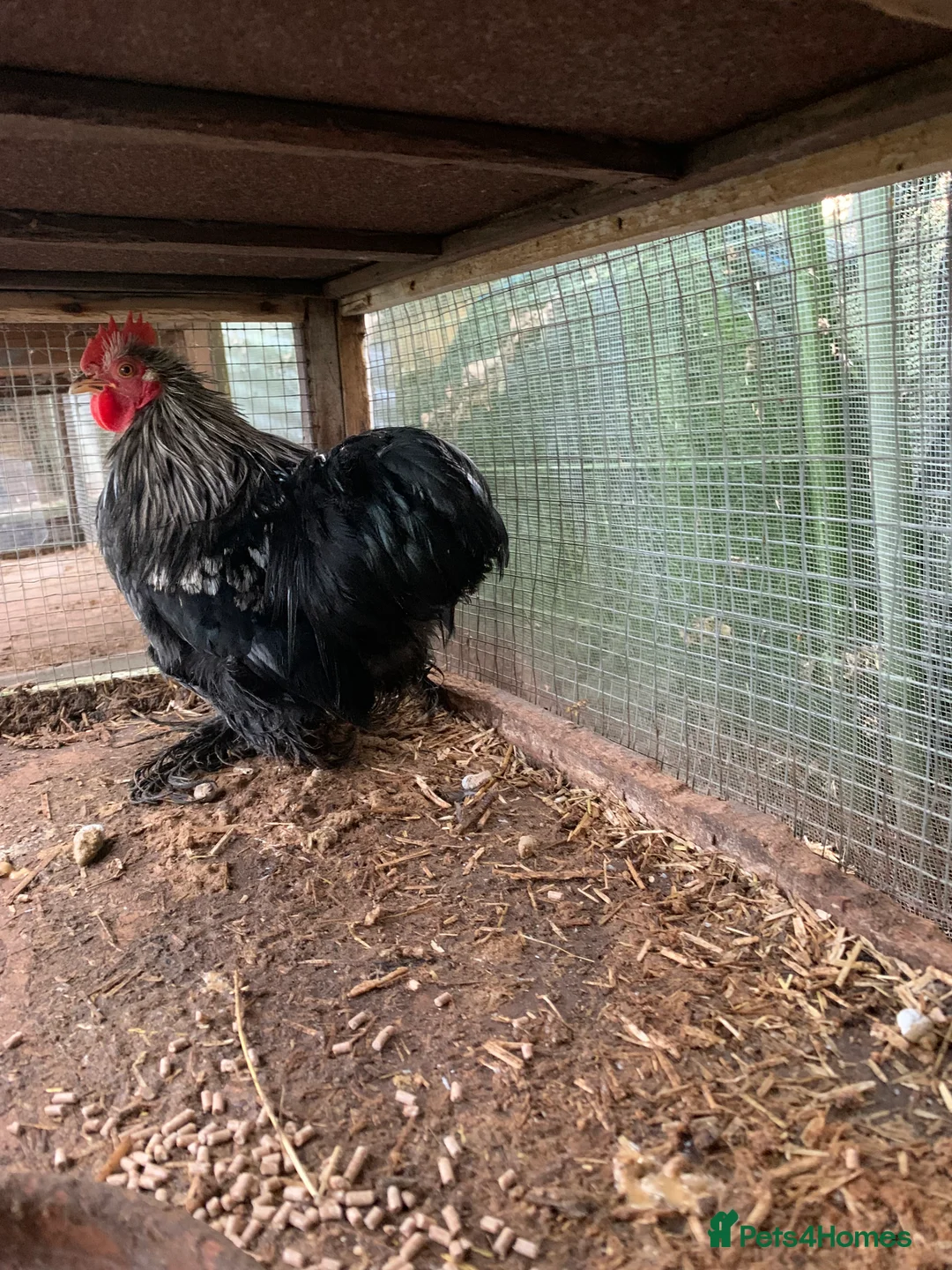 Mixed Breed birds for sale: Bantam Cockerel  - Advert 3