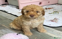 Cavapoochon dogs for sale: F1b Cavapoochon  - Image 33