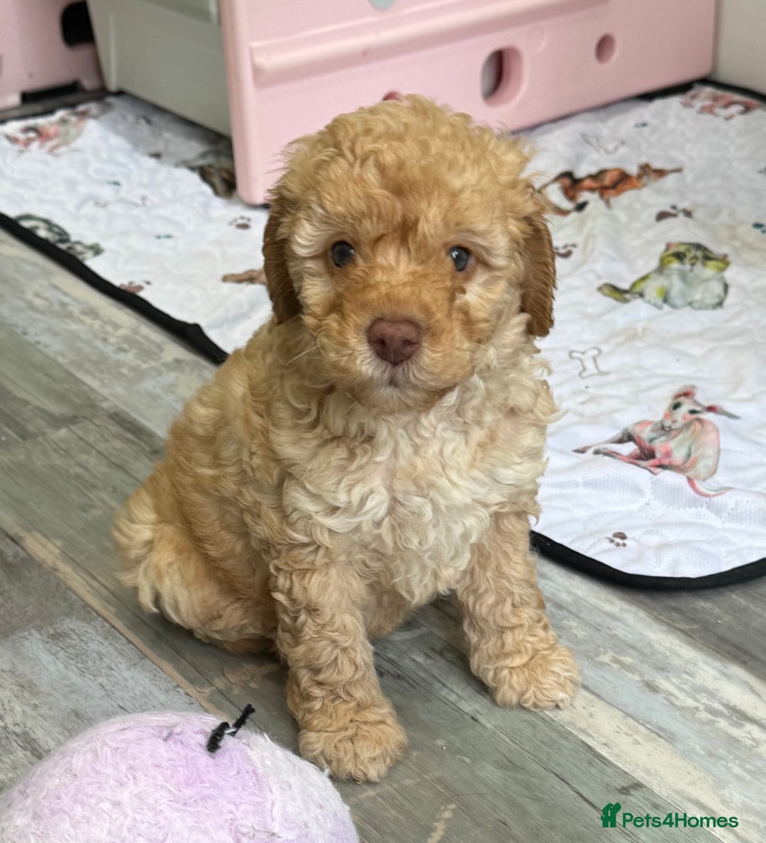 Cavapoochon dogs for sale: F1b Cavapoochon  - Image 33