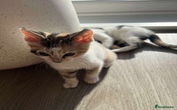 Mixed Breed cats for sale: Cute mixed Bengal kittens  - Image 8