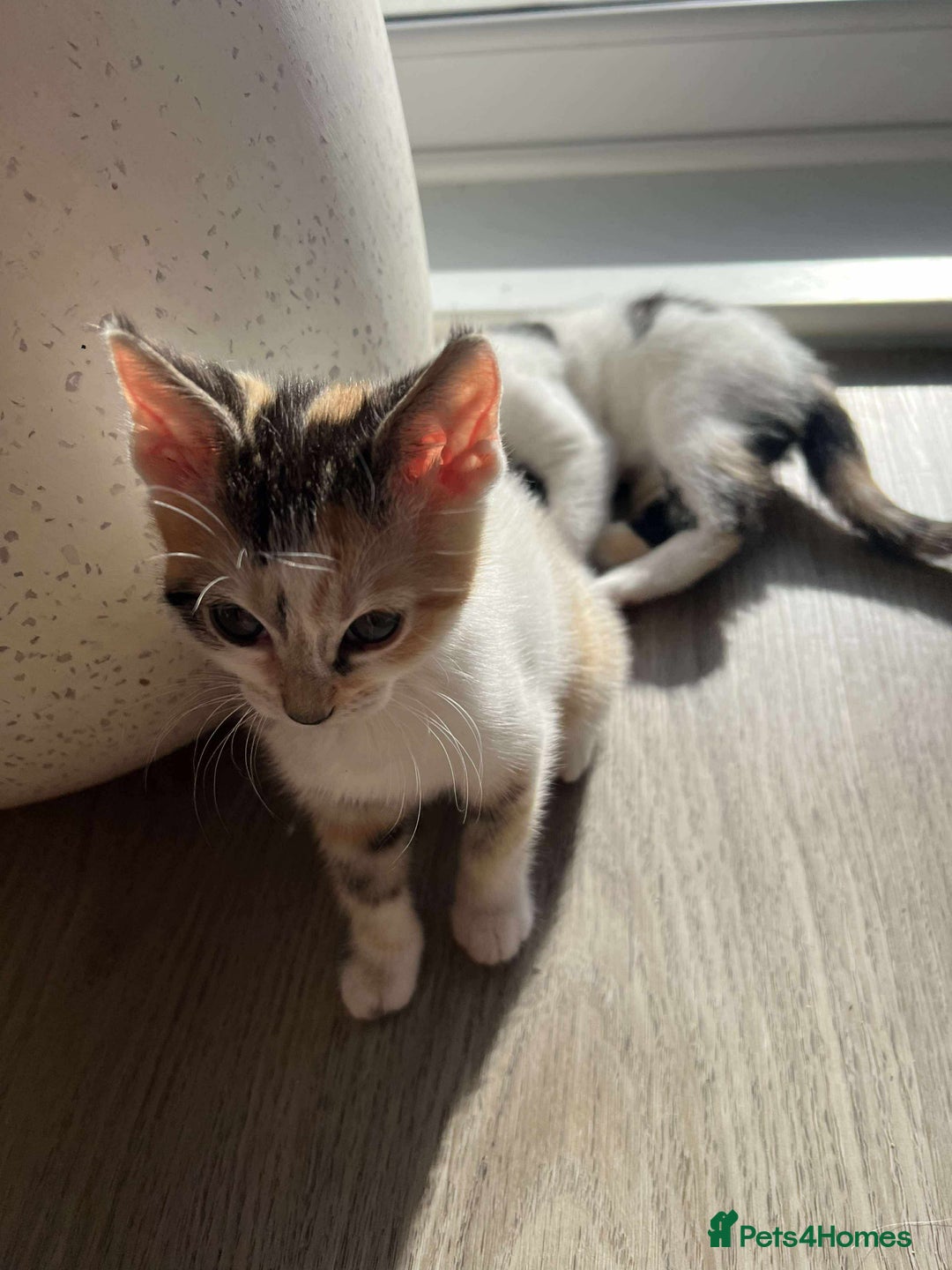 Mixed Breed cats for sale: Cute mixed Bengal kittens  - Image 8